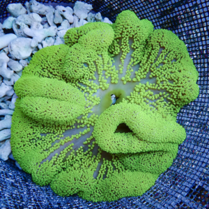 Bright green brain coral resting in a blue mesh container with white pebbles nearby.