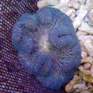 Blue, brain-like coral or sea anemone with numerous tiny polyps, resting in a mesh basket on a rocky gravel substrate.