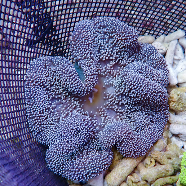 【現物3】ハタゴイソギンチャク 12-14cm±!15時までのご注文で当日発送(t213