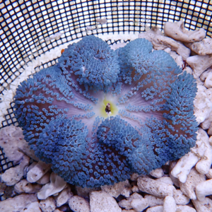 Blue, flower-like coral with numerous small tentacles, resting in a black mesh basket on white gravel.