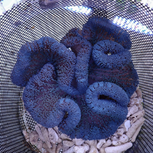 Blue barnacle-like coral colonies arranged in a black mesh basket on white rocks. Distinct bulbous, finger-like polyps with rough texture visible inside.”] ,