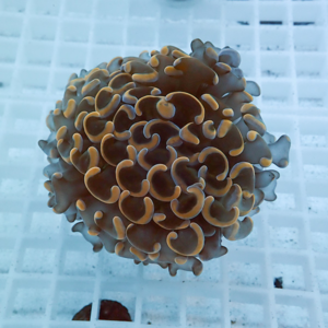 irm-010-1413208044 - AQUAGIFT 用品ショップ Brown zoanthid coral with yellow-edged tentacles resting on a white aquarium grid, viewed from above (informative image)