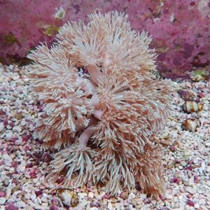 Feathery coral colony with cream-colored polyps on a pebbly seabed.