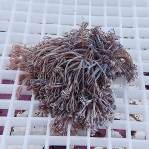Brown feathery coral fragment with many slender tentacles resting on a white grid surface.