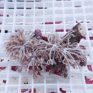 Coral fragment with feathery polyps laid across a white grid background, showing delicate branched tentacles.
