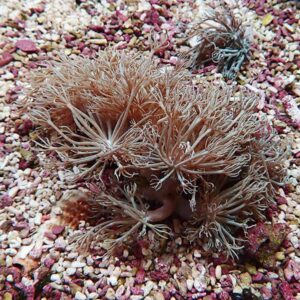 Feathery soft coral with long delicate polyps extending from a pink-brown clump on a pebbly seabed.