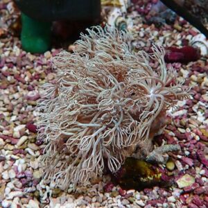 White feathery sea anemone with long tentacles spread over a gravel aquarium substrate.
