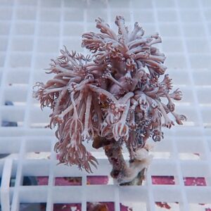 Pinkish soft coral fragment with feathery tentacles on a white grid background (frag plug)