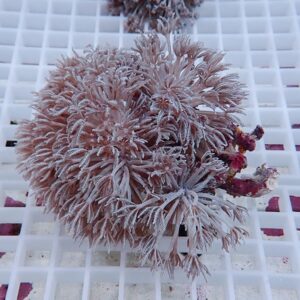 Pinkish-brown soft coral with feathery polyps resting on a white frag rack in an aquarium setting