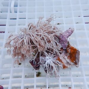 Pink, feathery coral fragment with long polyps spread over a small rocky piece on a white grid.