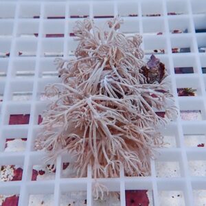 Pale pink branching coral fragment with feathery polyps resting on a white grid rack used for aquaculture or coral propagation.