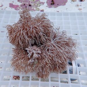 Frost-covered brown sea anemone with long feathery tentacles resting on a white grid surface.