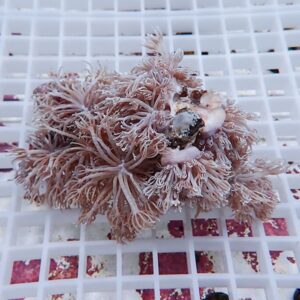 Pink, feathery soft coral fragment on a white plastic grid surface.