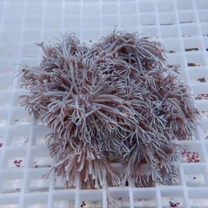 Frosty purple soft coral with many thin, feathery polyps on a white grid background