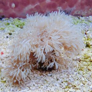 White feathery soft coral colony with branching polyps on a pale sandy seabed.