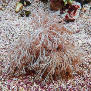 Feather-like pink-brown soft coral or sea anemone on a pebbly ocean floor with small rocks nearby