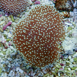 Brown mushroom coral with white polka dots on a gravel bed of the reef/aquarium bottom.
