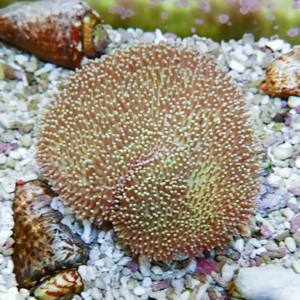 Brown sea urchin with dense short spines resting on a pebble-covered seabed in a marine habitat.