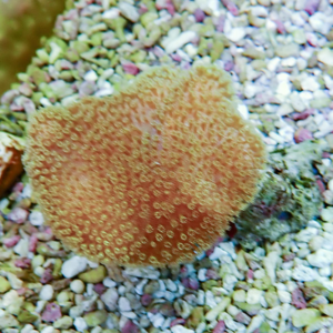 Round orange-brown mushroom with a bubbly, textured cap on multicolored gravel or pebbles.