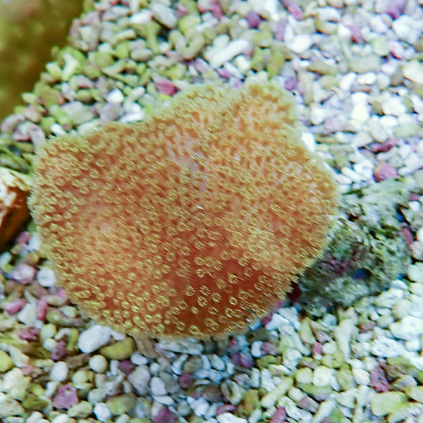 【サンゴ現物15】ウミキノコ 5-5cm!15時までのご注文で当日発送 【サンゴ】(t147