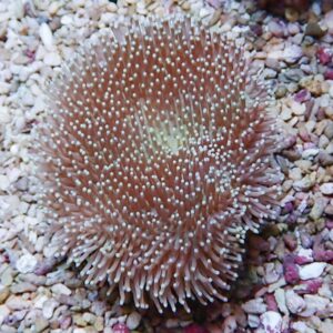 Pink sea anemone with numerous white-tipped tentacles resting on gravel substrate in an aquarium setting.