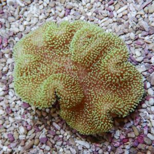 Green coral colony with many tiny polyps extended, resting on a bed of multicolored gravel.