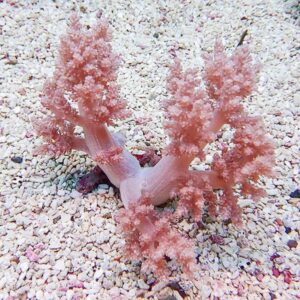 Pink branching coral-like plant growing on white gravel, with multiple fronds spreading from a pale stem bedded in pebbles