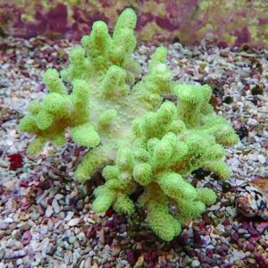 Bright yellow-green branching soft coral with fuzzy polyps in a pebble-filled aquarium substrate.