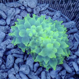 Close-up of a neon-green coral colony with many fleshy polyps on blue gravel substrate (informative macro shot).
