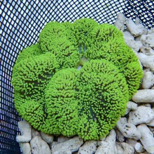 Bright green, mossy coral-like colony in a black mesh basket on white gravel stones, viewed from above.