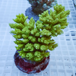 Neon green branching coral frag with many tiny polyps on a round plug, resting on a white aquarium grid.