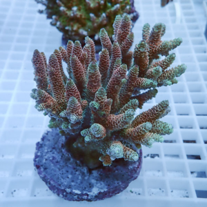 Branching coral frag mounted on a rock plug, with multicolored purple-green tips, sitting on a white grid indoors (aquarium setup).