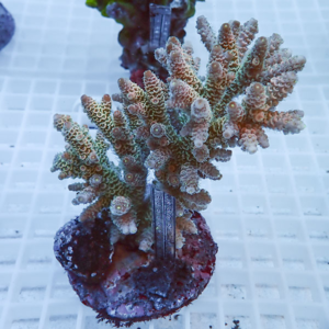 Colorful branching coral frag mounted on a plug with a ruler for scale in a reef aquarium.
