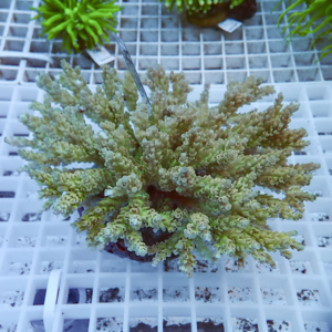 Succulent with branching, coral-like stems in a small pot on a white grid surface.