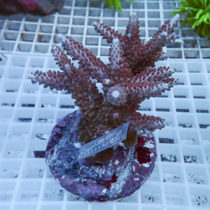 Purple branching coral frag mounted on a plug with a measurement ruler beside it on a white grid rack.