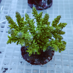 Green branching coral frag mounted on a plug in a frag rack, likely Acropora, with bright yellow-green branches.