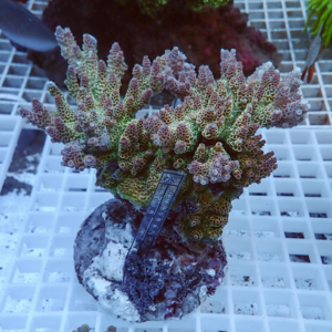 irm-010-1415261189 - AQUAGIFT 用品ショップ Branching coral frag with pink-tipped polyps mounted on rock, with a ruler for scale on a grid tray under blue lighting.
