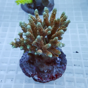 Branching coral frag with greenish-blue polyps mounted on a round pink plug in an aquarium rack linkup.