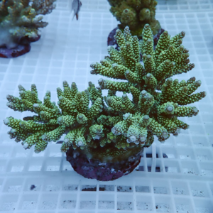 irm-010-1415286482 - AQUAGIFT 用品ショップ Green branching coral with finger-like coral polyps, placed on a white grid surface in an aquarium.