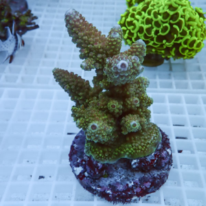 Green branching coral frag with small polyps attached to a circular plug on a white grid background, under blue aquarium lighting.