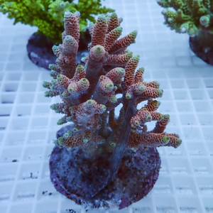Branching coral fragment with polyp tips on a round plug in a reef aquarium, atop a white grid rack.