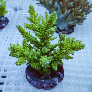 Bright green branching coral frag mounted on a round plug, resting on a white grid rack.