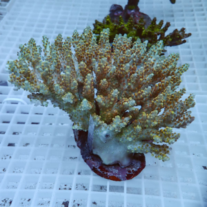 Branching coral colony with yellow-green polyps mounted on a plug on a white grid surface in an aquarium setting.