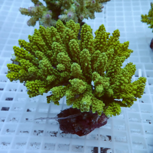 Bright green branching coral frag with dense small polyps resting on a rock base on a white grid rack in an aquarium.