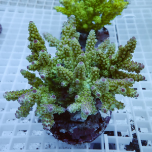 Bright green branching coral frag with small purple-tipped polyps on a plug against a white grid background.