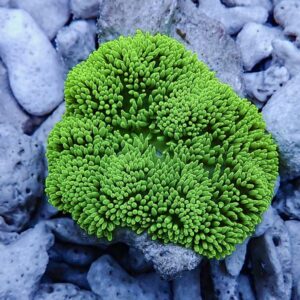 Bright green, coral-like sea anemone with densely packed finger-like tentacles on gray rocks