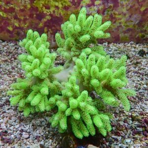 Bright lime-green branching coral growing in a gravel reef tank.