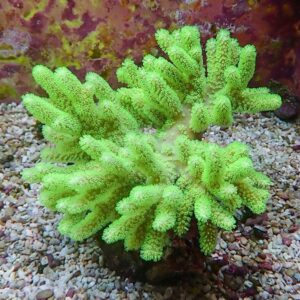 Bright lime green branching coral with finger-like polyps extending from a central base on a gravel substrate in an aquarium.