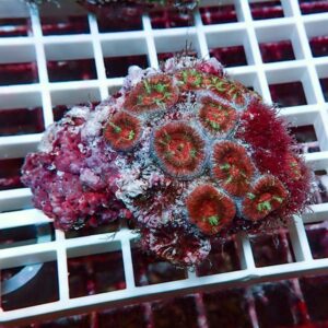 Close-up of red zoanthid coral with bright green centers and a pinkish encrusting base on a white grid rack, likely in a reef tank.