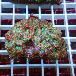 Colorful coral fragment with green-centered polyps and red-ringed edges resting on a white grid aquarium rack.